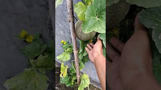 Download lagu melon liar siap panen #tanammelon mp3