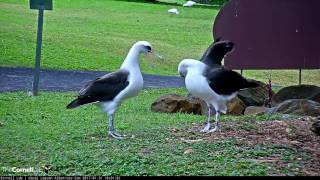 Laysan Albatross Courtship Dancing – Jan. 31, 2017