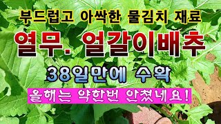 [텃밭농부 1,860]  부드럽고 아싹하게 키운 열무랑 얼갈이배추를 38일만에 수확. #열무재배 #얼갈이배추