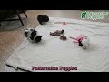 Pomeranian dogs for sale: Luci - Video 1