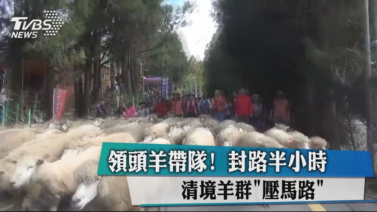 領頭羊帶隊!封路半小時 清境羊群「壓馬路」