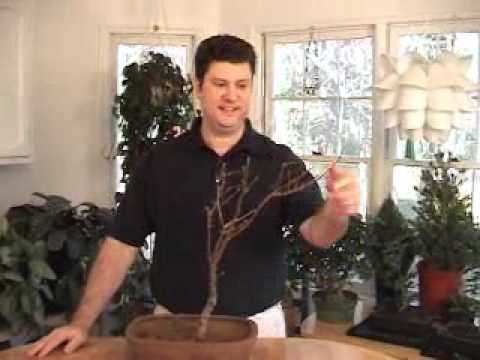 Bonsai Channel - Death of a Bonsai