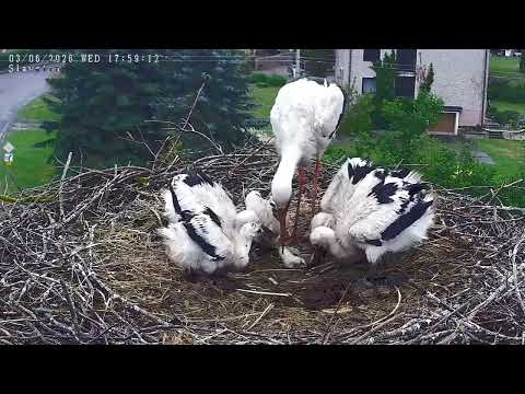 ⁉️Dziwny pokarm, młody łyka - Bociany Slavetin, CZ - 03 06 2026