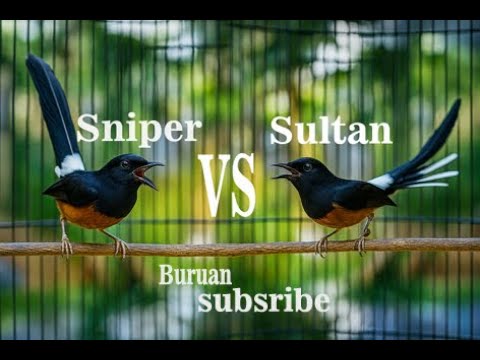 GILA BANGET ..... Murai Sultan VS Murai Sniper Bisa Buat Mancing Emosi Murai Mania Di Indonesia