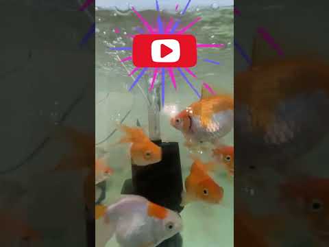 #music #beats #slowedandreverb #halloween #remix #audio #edm #fish #phonkmusic #song