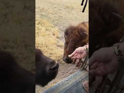 Feeding the Bull