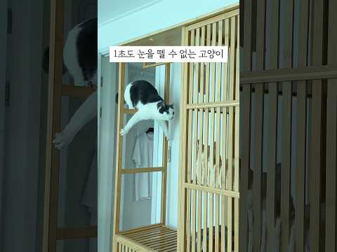 1초도 눈을 뗄 수 없는 고양이