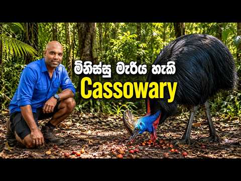 මිනිස්සු මැරිය හැකි Cassowary | Dr. Ru Somaweera | #යංසත්තුබලන්න #rugoeswild