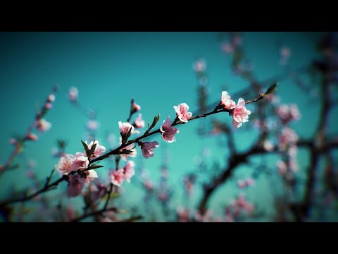 GalaxyTones - Blossom | Ambient