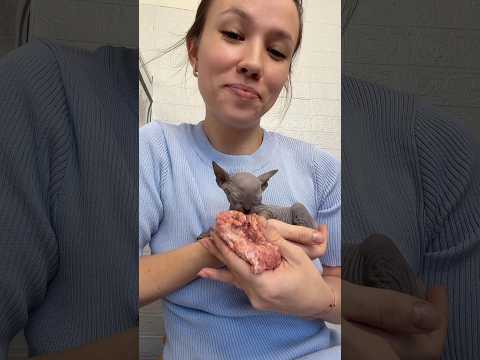 Loly & cărniță = LOVE #sphynx #sphynxcat #sphynxkitten #pisici  #hairlesscat