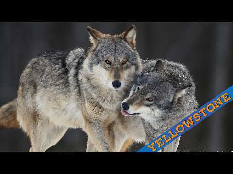 How Wolves Change Rivers: Yellowstone National Park