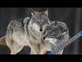 How Wolves Change Rivers Yellowstone National Park