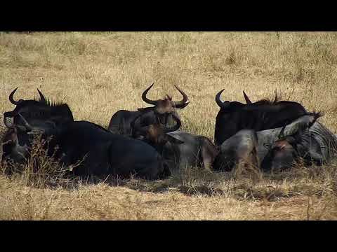Djuma: Wildebeests resting in the shade - 13:30 - 05/20/21