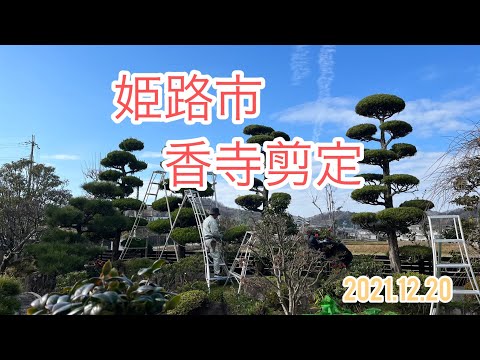 姫路市香寺剪定　2021 .12 .20