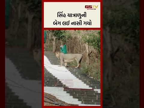 સિંહ યાત્રાળુની બેગ લઈ નાસી ગયો