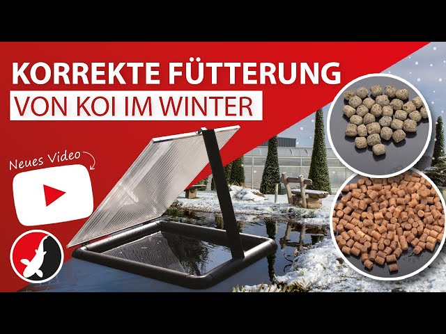 Video teaser per Korrekte Fütterung von Koi im Winter!