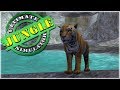 Birth Of Our Fierce Tiger Cub Ultimate Jungle Simulator