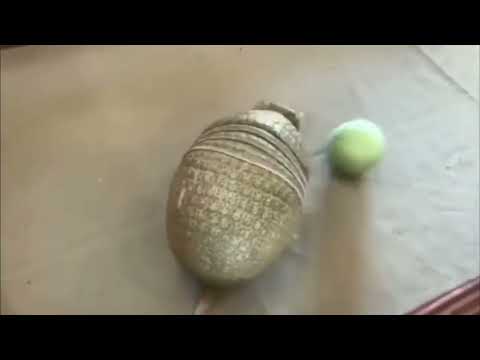 Armadillo catching a ball 😊 #ball #cricket #armadillo