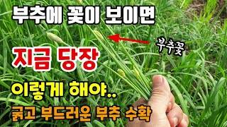 부추꽃이피면 이렇게 두가지 해주셔야 부드럽고 굵은부추 수확할 수 있습니다  부추 거름주는 방법 부추재배방법