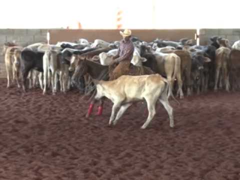 Campeonato Paranaense 2012/2013 - 1º Lugar Aberta Limitada