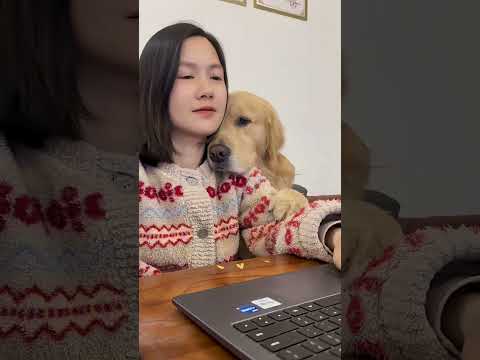 O que um golden retriever nunca vai te contar 🐶 #animais #curiosidades