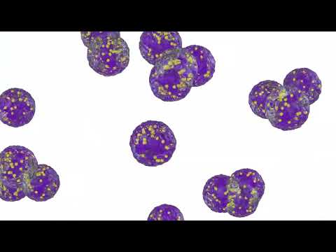 Leukocytes  The Body's Tiny Warriors!