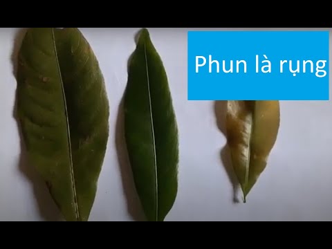 thuốc rụng lá mai đại học cần thơ | XỊT RỤNG LÁ MAI VÀO DỊP TẾT
