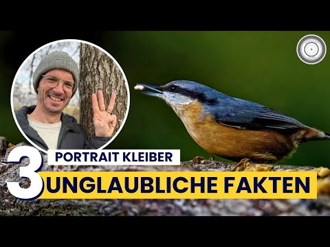 Animal Portrait Nuthatch