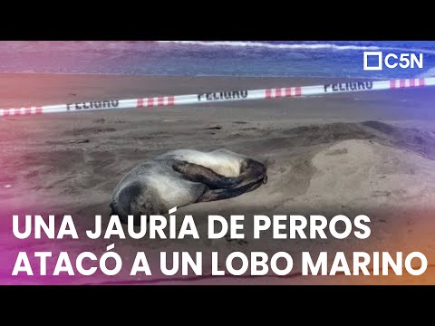 MAR del PLATA: una JAURÍA de PERROS MATARON a DOS LOBOS MARINOS