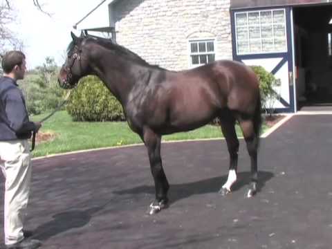 Fusaichi Pegasus 2000 Kentucky Derby Winner