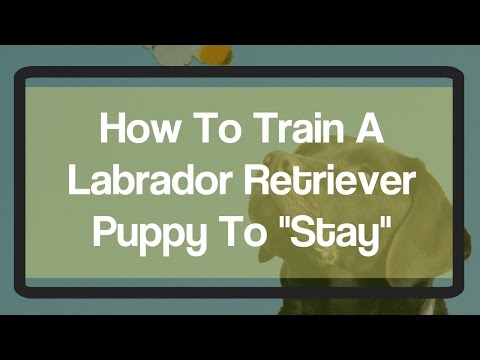 How To Train A Labrador Retriever To Stay