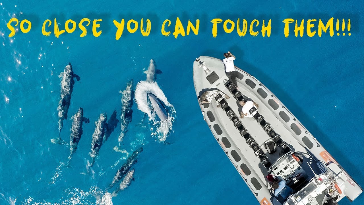 A duo embarks on Whale Watching cruise adventure.