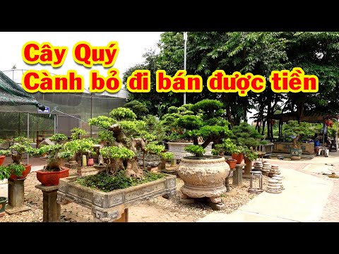 Quay tất cả các cây sanh lá móng đang có ở vườn, sanh ký đá, lộc vừng đang có hoa