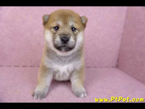 10/15赤色柴犬母幼犬