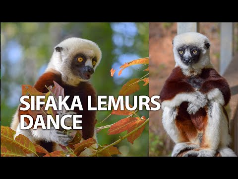 Sifaka Lemurs Dance | Their Way Through Madagascar #trending #wildlife  #nature #travel #animal