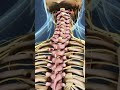 The Spinal Cord and Sections of the Spine