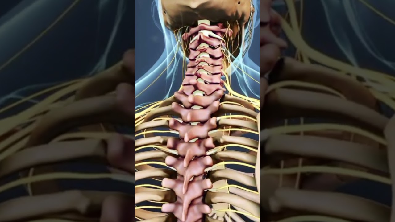 The Spinal Cord and Sections of the Spine