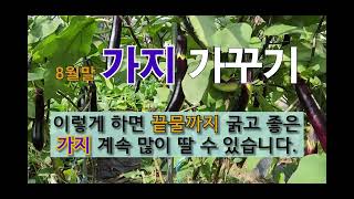 8월말 가지 가꾸기 이렇게 하면 끝물까지 굵고 좋은 가지 계속 많이 딸 수 있습니다. #주말농장 #가지 잘 …