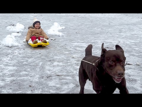 My Dog is Faster Than Any Reindeer