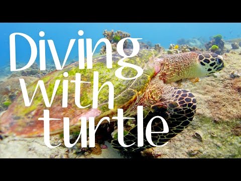 Andaman Sea Diving with Turtles | First Deep Dive in Thailand 4K