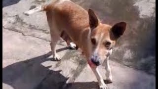 preview picture of video 'Dog Training Videos How to train your cute little dog * Dog Trainer in Naihati India'