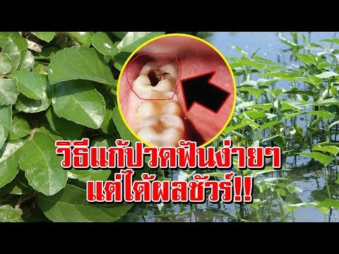 สำหรับน้ำผึ้งแรง หนังโป๊กับไก่ขนาดใหญ่และหีเล็ก ๆ น้อย ๆ