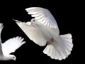 Merpati Putih Chrisye