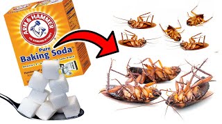 The Sugar And Baking Soda Hack That Kills Cockroaches
