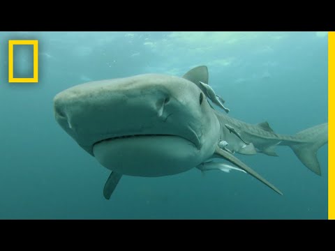 捕食性のサメの攻撃｜サメが攻撃するとき (Predatory Shark Attacks | When Sharks Attack)