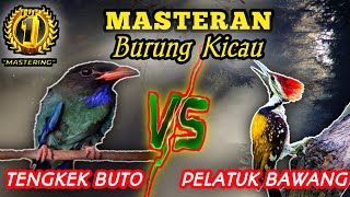 Download lagu TENGKEK BUTO VS PELATUK BAWANG - Masteran Handalan Sangg Jawara mp3