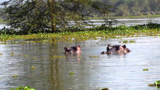 preview picture of video 'Hippos at Lake Naivasha Kenya'