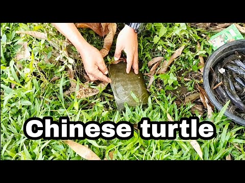 INVASIVE CHINESE SOFTSHELL TURTLE