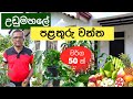 දේශීය විදේශිය පළතුරු ගෙවත්ත Fruit Plants Rooftop Gar