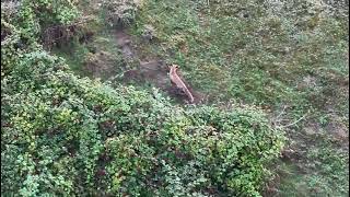 🦊🔥 Fox Enjoying Blackberries at Sunset!